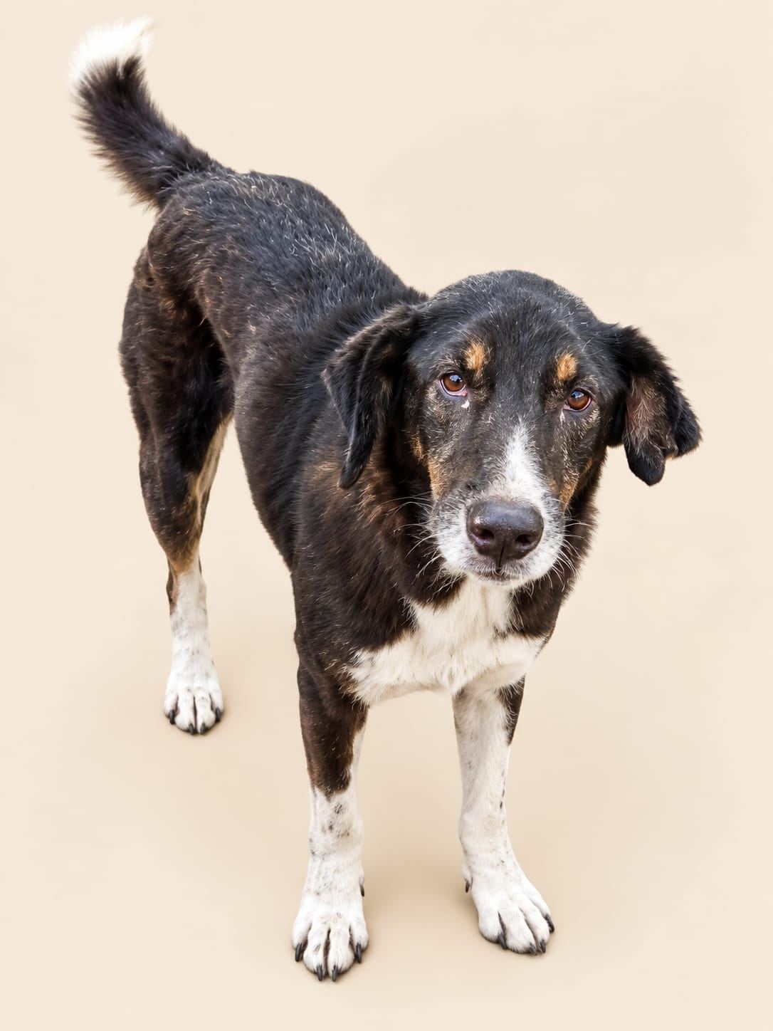 Black and white rescued dog receiving care