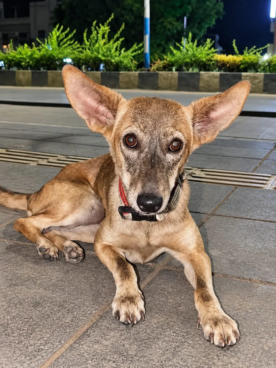 Daily feeding for street animals by Paw Langar Foundation