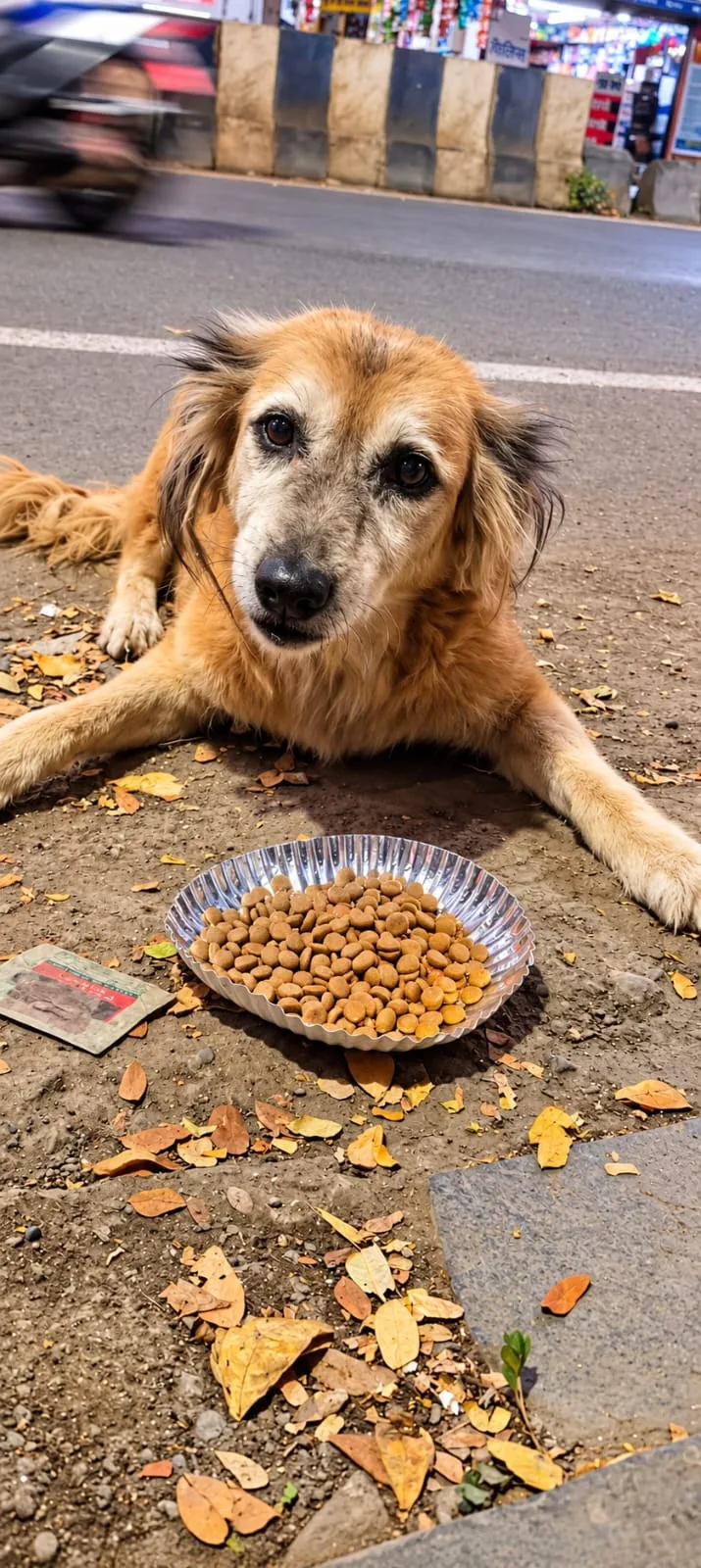 Street dog eating a meal provided through Paw Langar Foundation