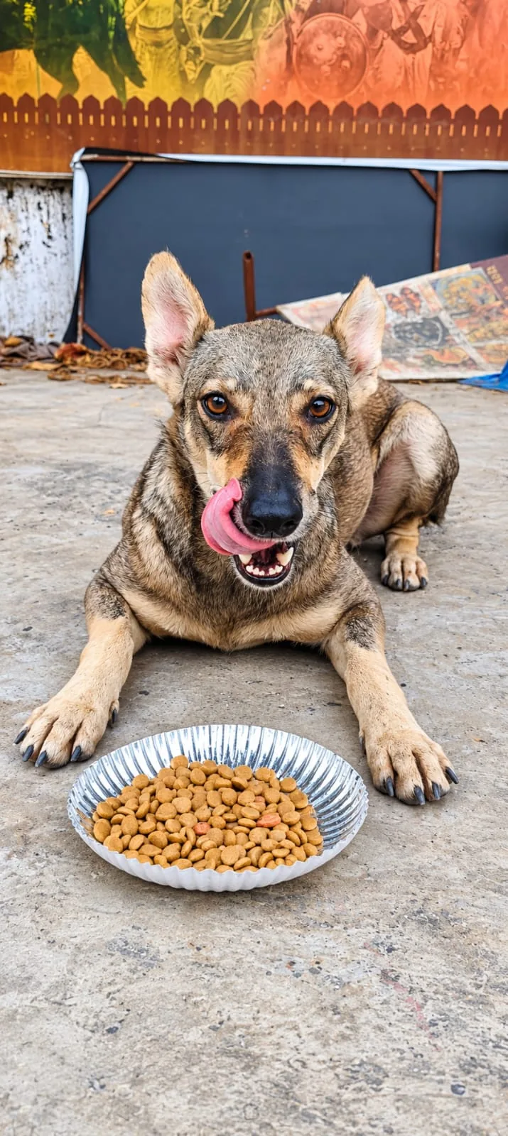 Community dog receiving food through compassionate street feeding
