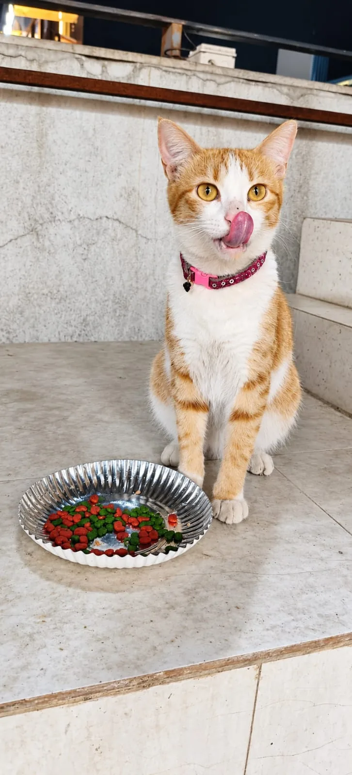 Community cat receiving a meal during animal welfare feeding