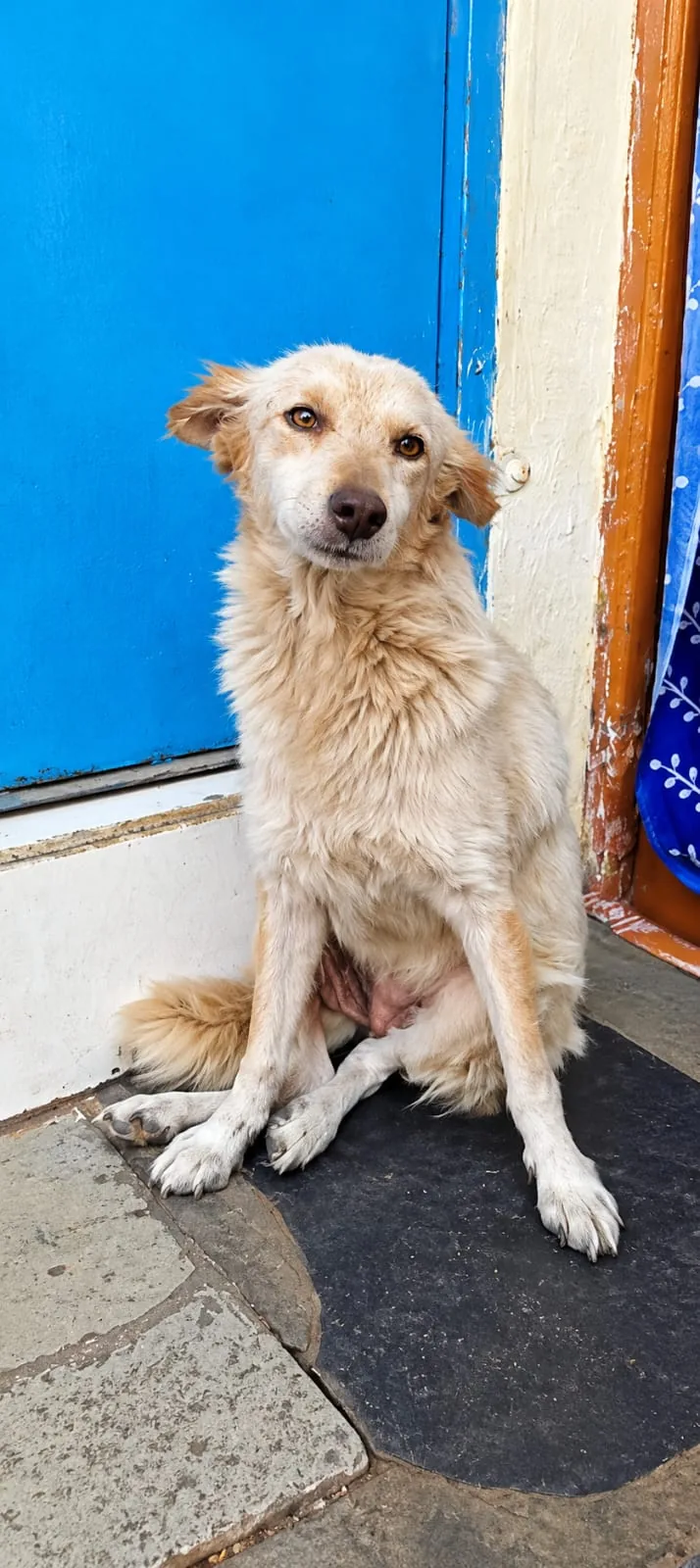 Paw Langar Foundation animal care