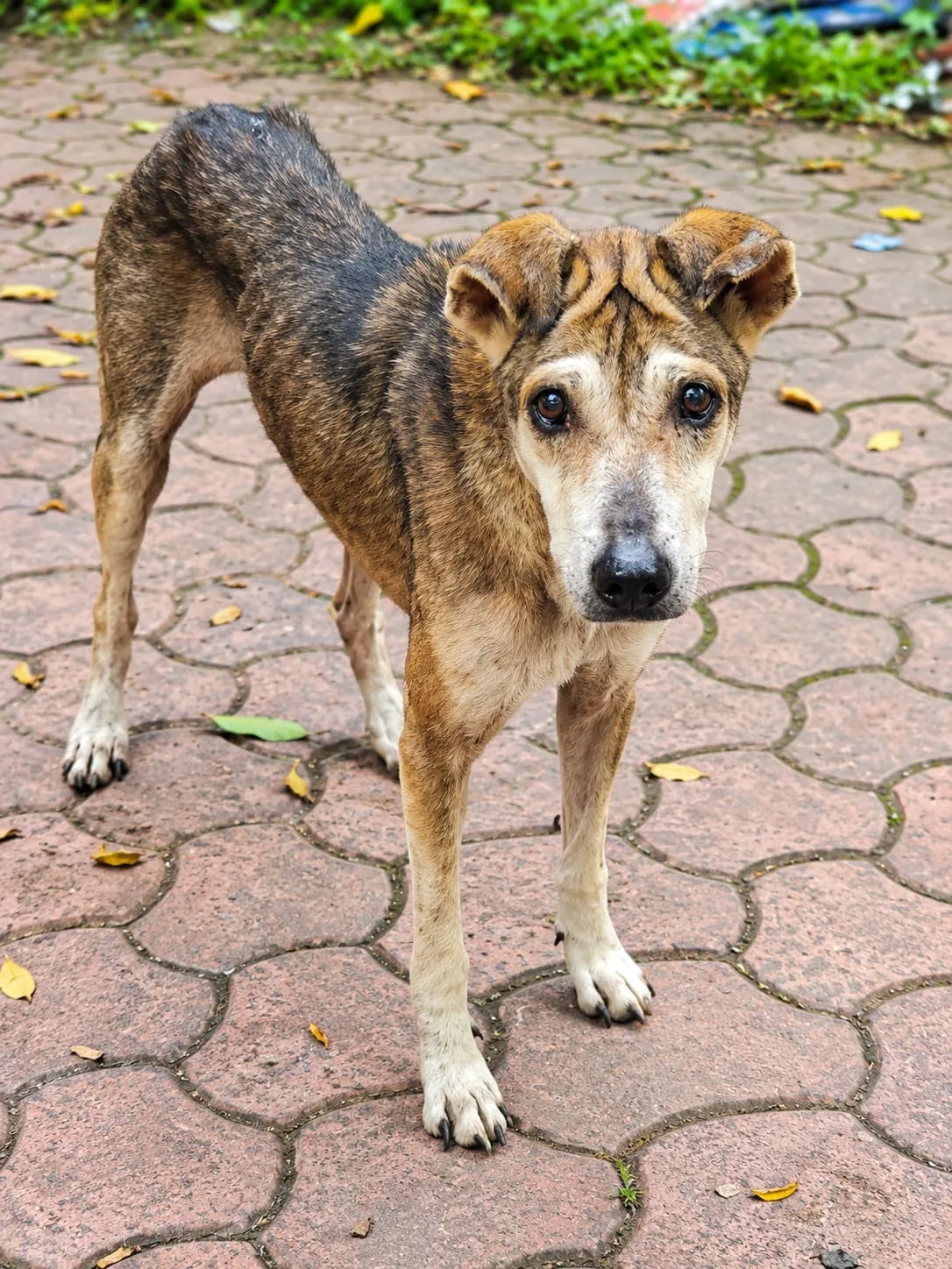 Paw Langar Foundation animal care