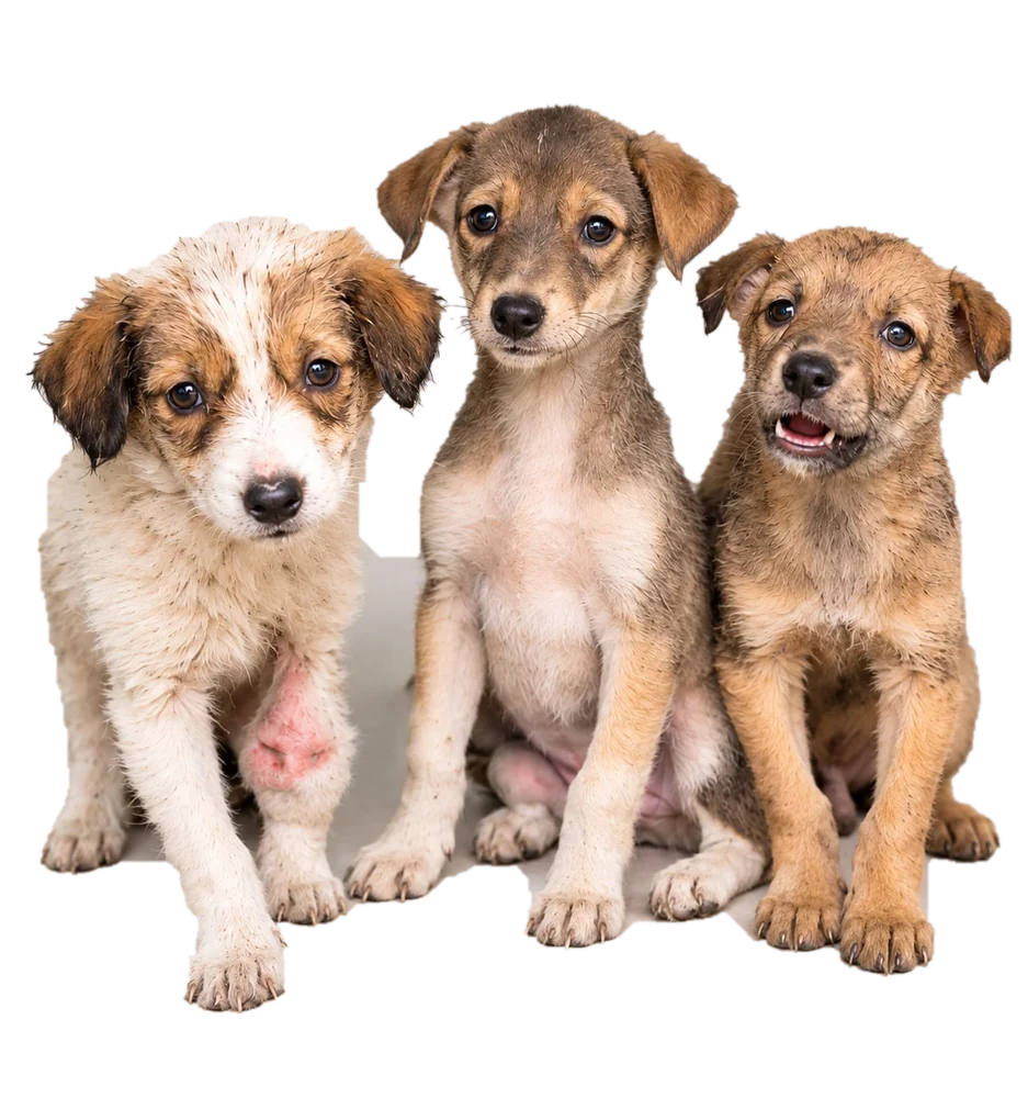 Three rescued puppies representing Paw Langar Foundation's animal welfare mission
