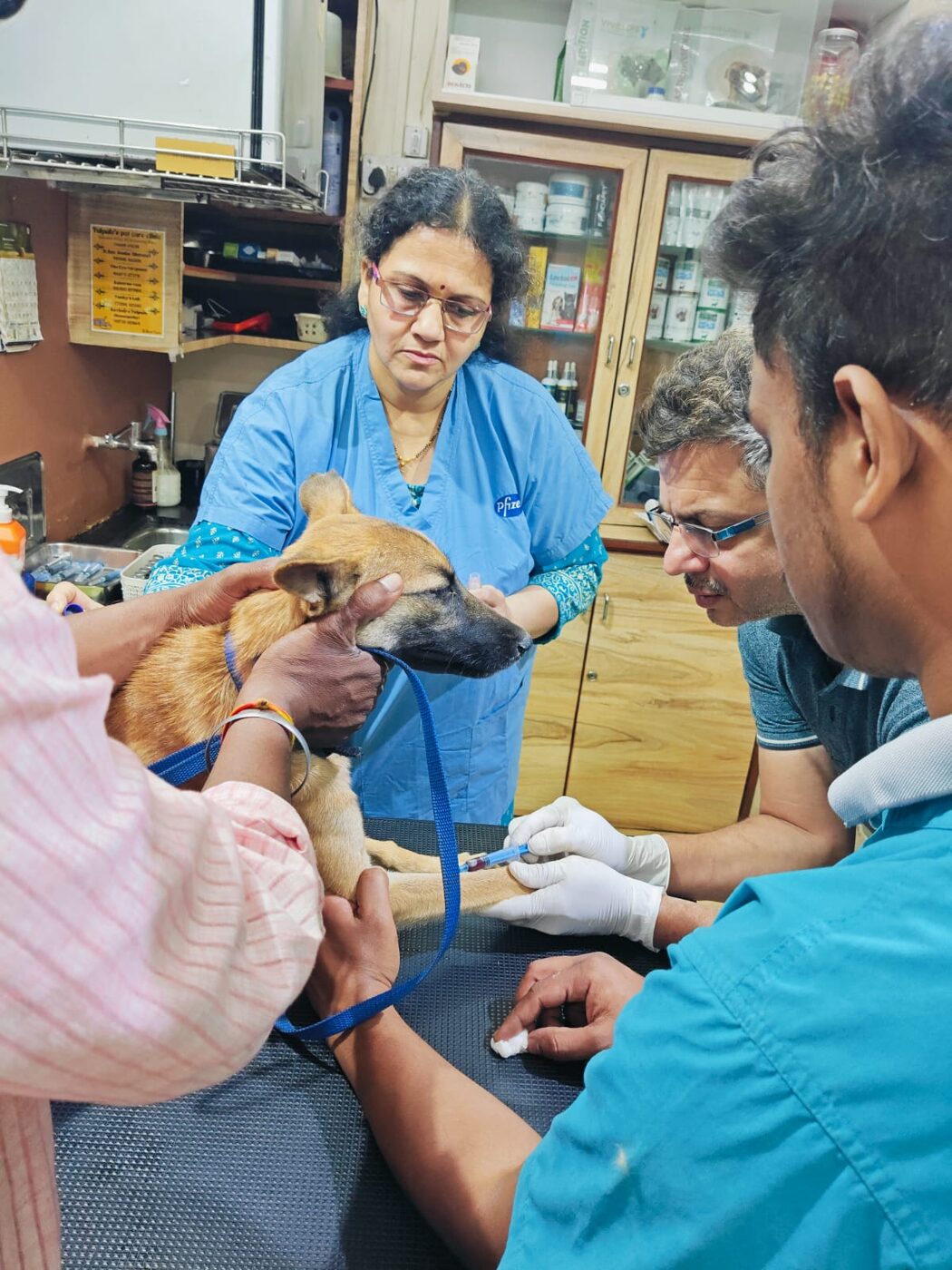 Veterinary team vaccinating a community dog