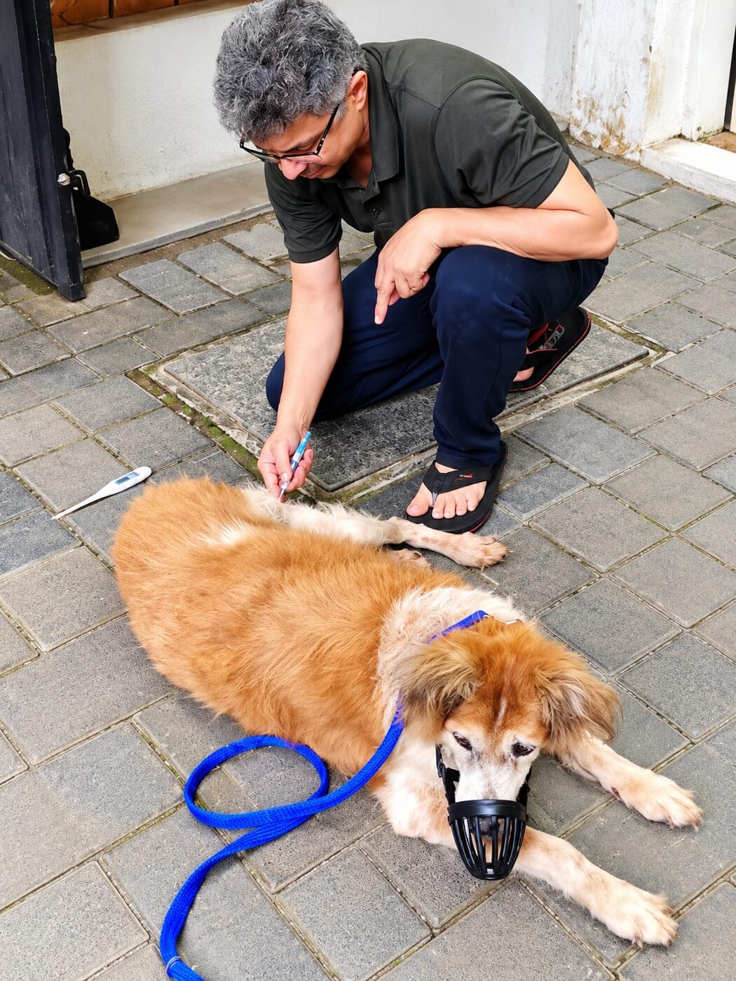 Veterinary professional providing vaccination support to a dog