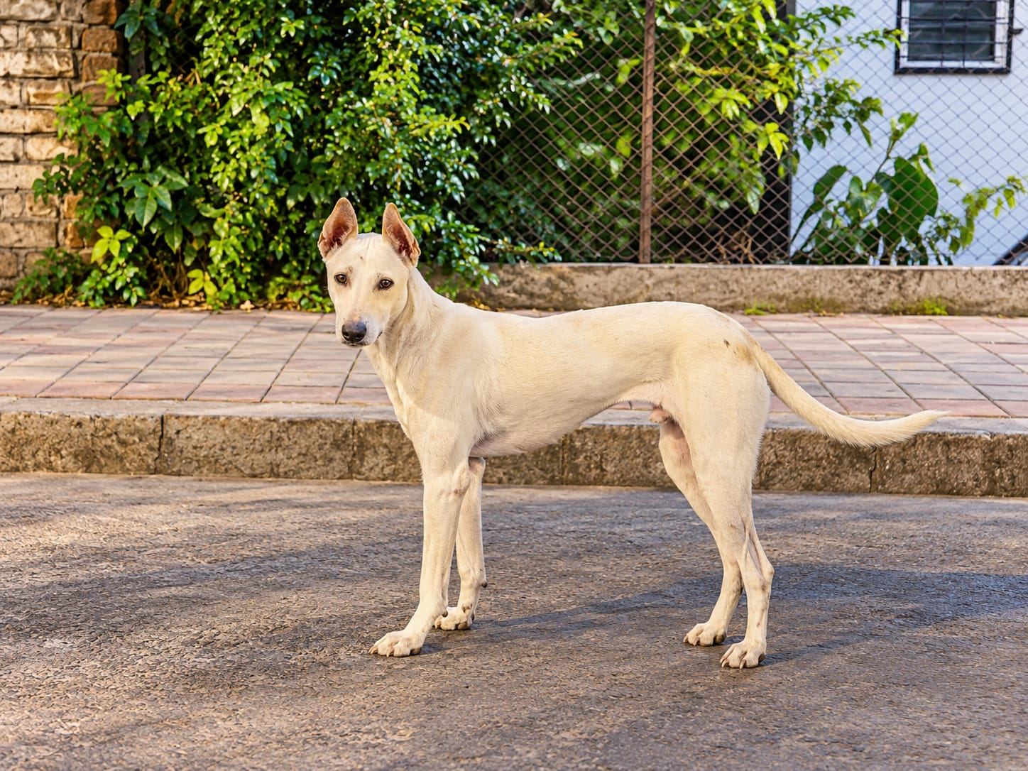 Sterilisation and vaccination support for community animals